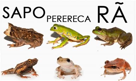 perereca de mulher|O que é: Xavasca 